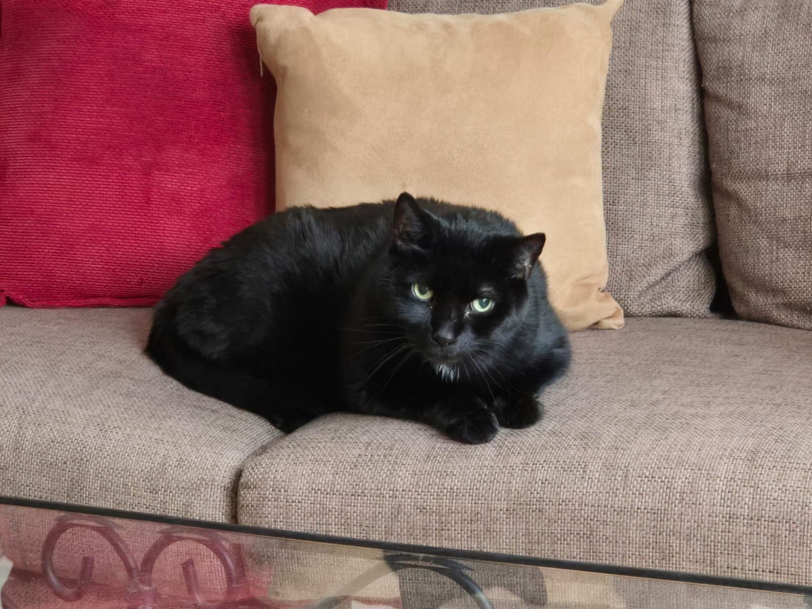 Cat resting on a sofa