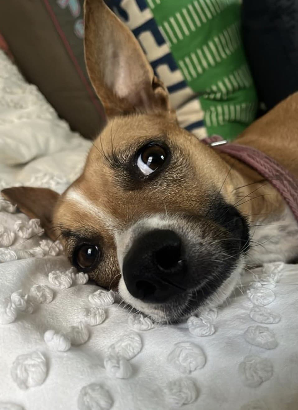 Dog portrait from the PetsLets community