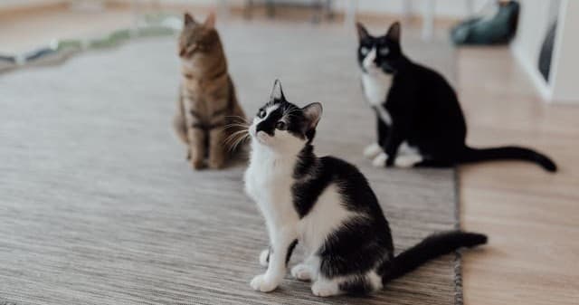 Why Your Estate Agent Could Make or Break Your Pet Rental Application