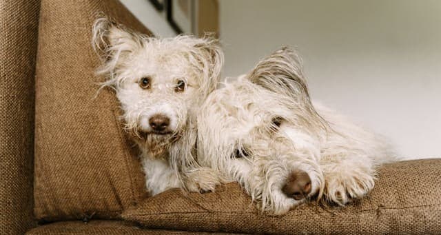 What Should Be in Your Tenancy Agreement When Renting With Pets?