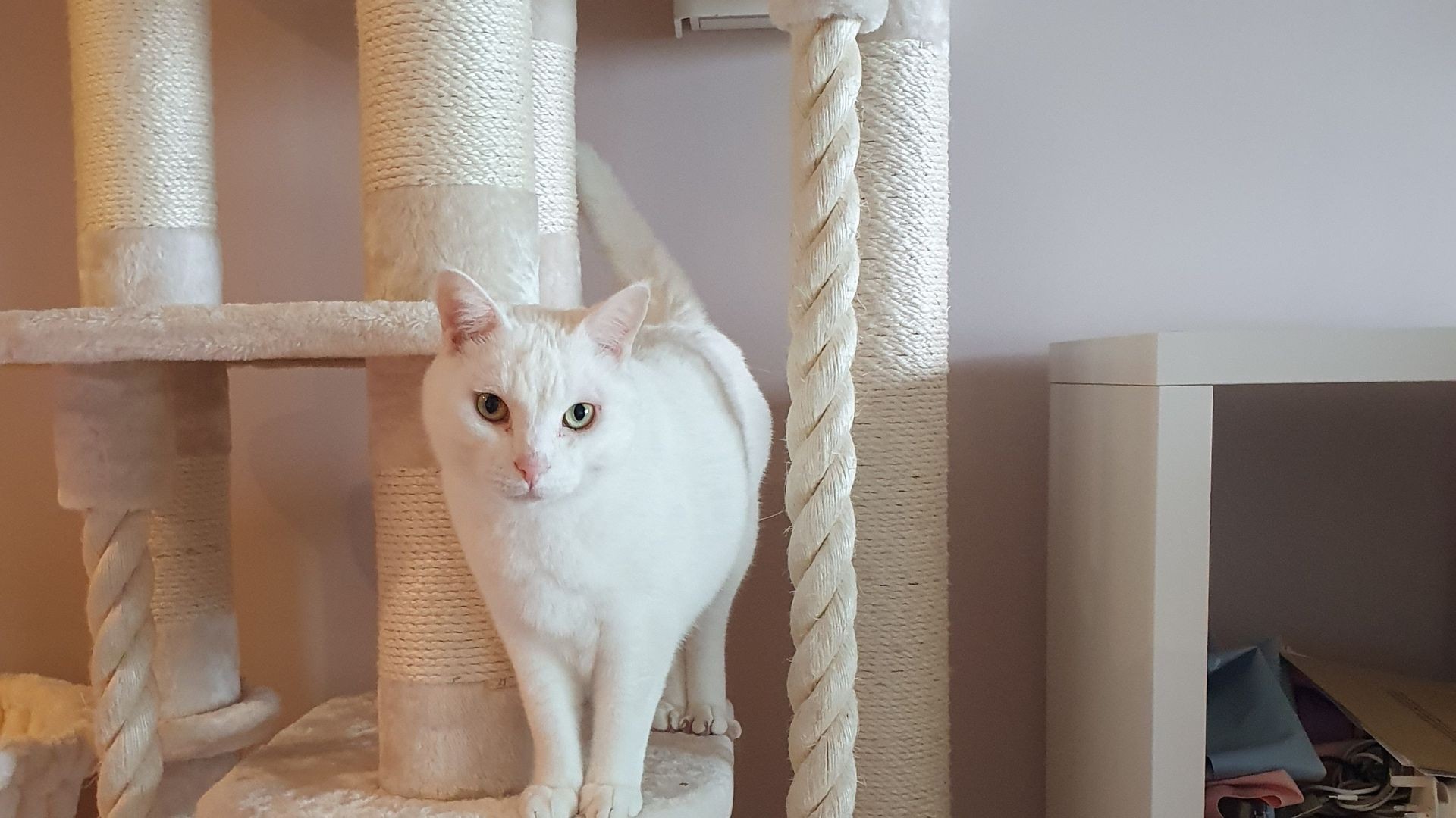 White cat in a home setting