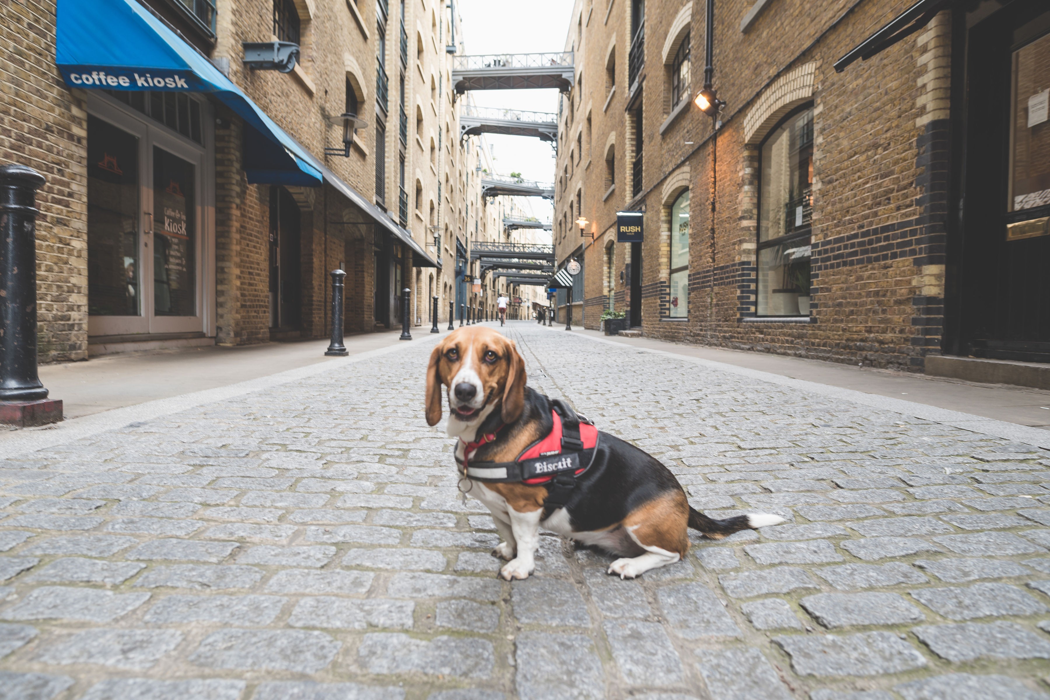 Two dogs relaxing on a sofa